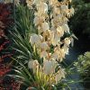 Yucca 'Color Guard' #2 - Image 2